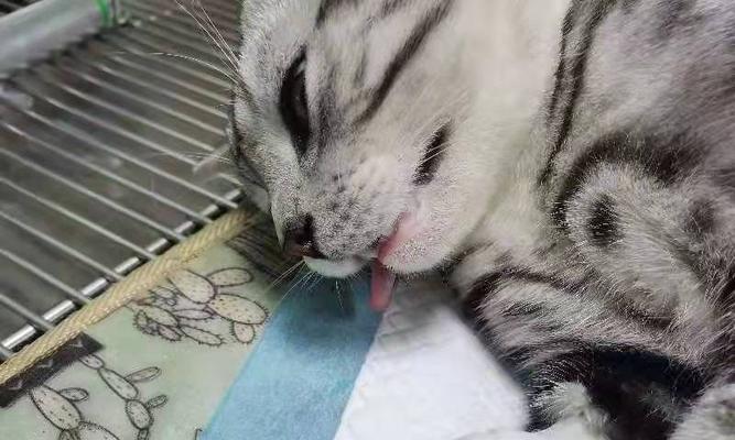 猫咪绝育术前检查，保障宠物健康（细致入微的检查）