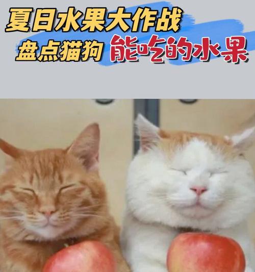 宠物猫咪能否吃苹果（苹果的营养价值及对猫咪的影响）