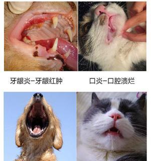 猫咪口炎不吃不喝，如何帮助它恢复健康（探究猫咪口炎的症状）