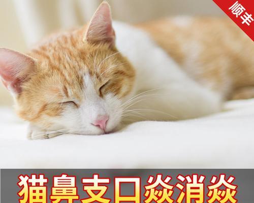 猫咪口炎不吃不喝，如何帮助它恢复健康（探究猫咪口炎的症状）