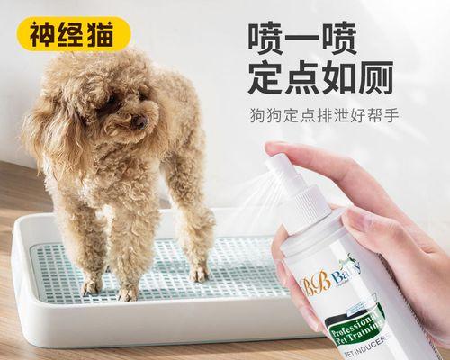 小猫咪乱拉尿怎么办（宠物主人必读的小猫咪尿失禁处理方法）