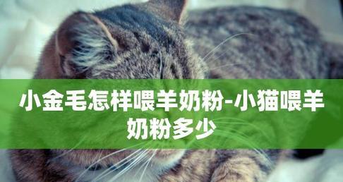 宠物猫咪奶粉（猫咪奶粉的种类）