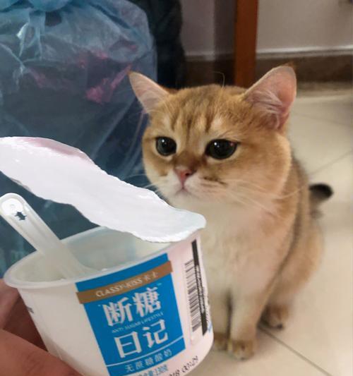 猫咪与乳酸菌（宠物猫的健康与乳酸菌密不可分）