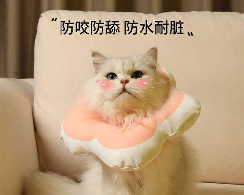 寻找广州市最全的猫咪用品商店（猫咪用品购物攻略）