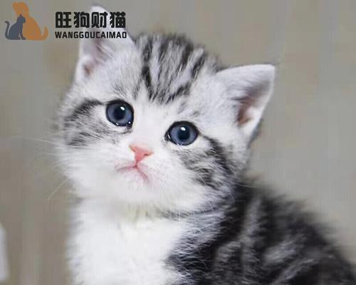 以虎斑猫咪为宠物的生活方式（了解虎斑猫咪的性格和习惯）