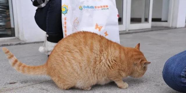 猫咪何时可以以肉类为主食（探寻猫咪饮食习惯及逐步过渡到肉类饮食的方法）