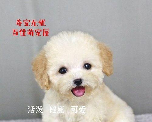 如何解决金毛犬尾巴卷的问题（让你的宠物舒适自在）