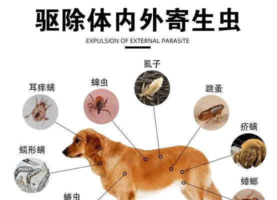 如何预防和治疗金毛犬张螨虫感染（以宠物为主）