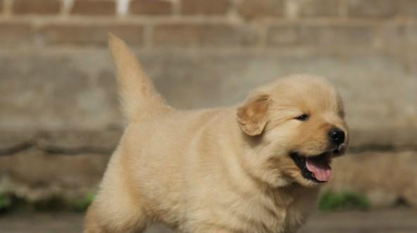 如何正确喂养金毛幼犬（金毛幼犬每日喂什么）