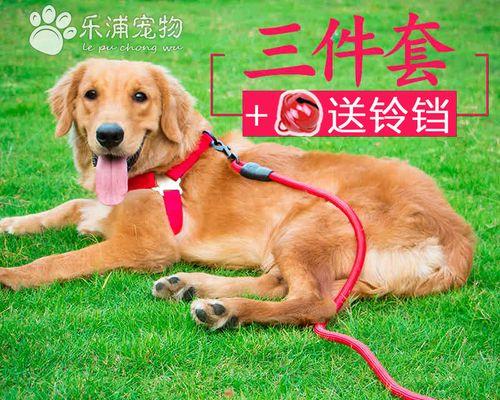 如何选择适合金毛幼犬的项圈（宠物健康与舒适从一条项圈开始）