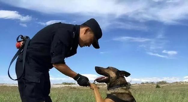 为什么警犬不用金毛（探究金毛不适合作为警犬的原因）