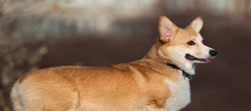 以柯基犬带尾巴的宠物之谜（揭开柯基犬尾巴之谜）