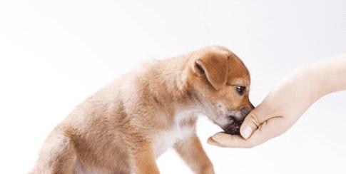 探究狂犬病主要宿主动物及防控措施（从宠物的角度看待狂犬病传播与预防）