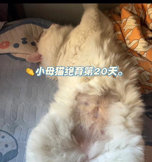 小猫离开母猫后的反应剖析