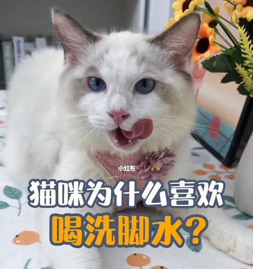 宠物猫的水量需求（了解猫咪饮水量的重要性与调节方法）