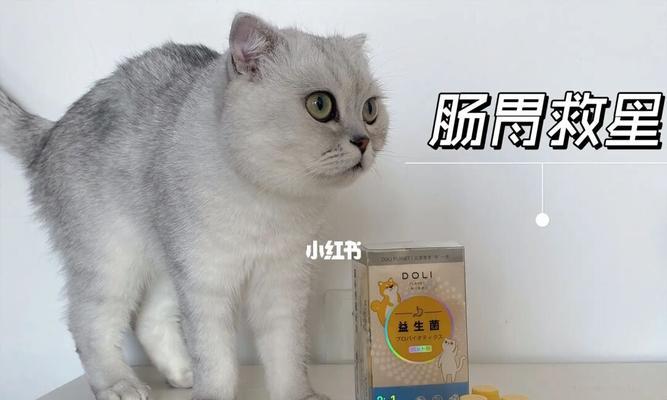 小猫消化不良的原因及应对方法（宠物主人必看！如何帮助小猫缓解消化不良）