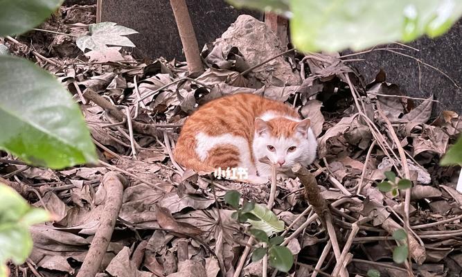 流浪猫咪的冬季生存之道（以宠物为主的猫咪冬季防寒知识）