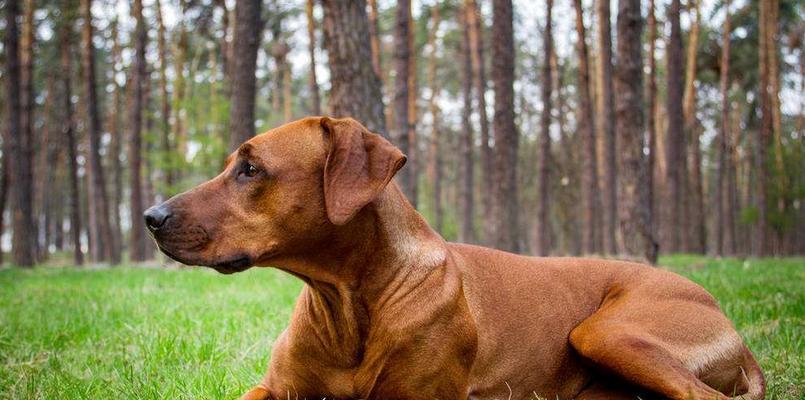 探寻罕见犬种——罗得西亚脊背犬小狗（了解这个勇敢）