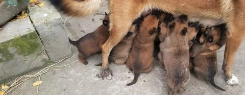 以马犬的吐食问题解析（如何避免宠物食欲不振）