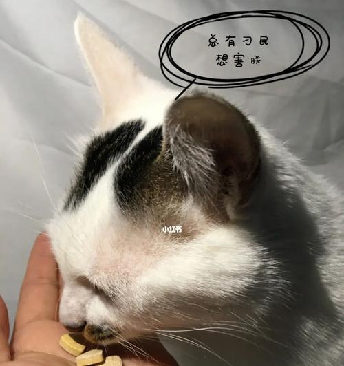 猫不吃饭会得什么病（了解猫咪的饮食习惯与健康）