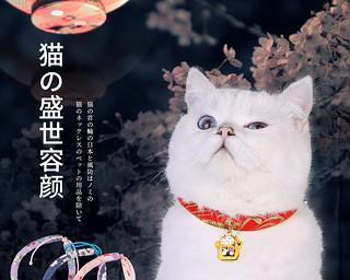 以猫带铃铛，你知道的所有讲究（猫咪铃铛的由来、选择技巧、使用细节、注意事项等全部揭秘）