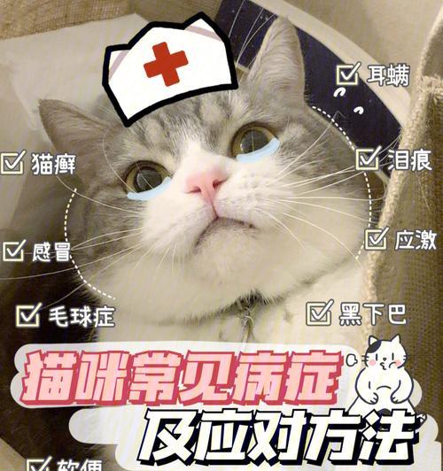 治疗宠物疥癣，药到病除（以猫得了疥癣抹什么药）