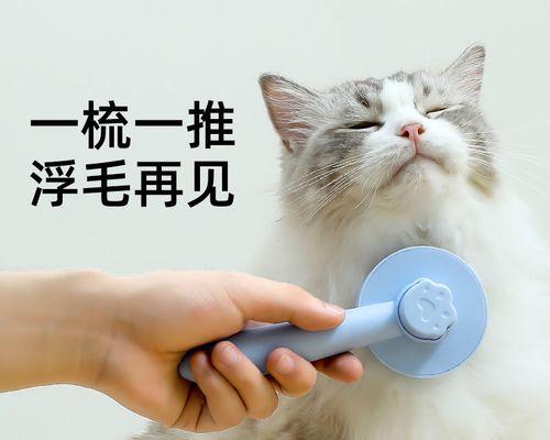 如何判断宠物猫的实际年龄（从牙齿、眼睛到行为）