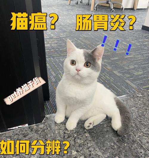 以猫换肠子事件的真相揭露（宠物行业乱象之一）