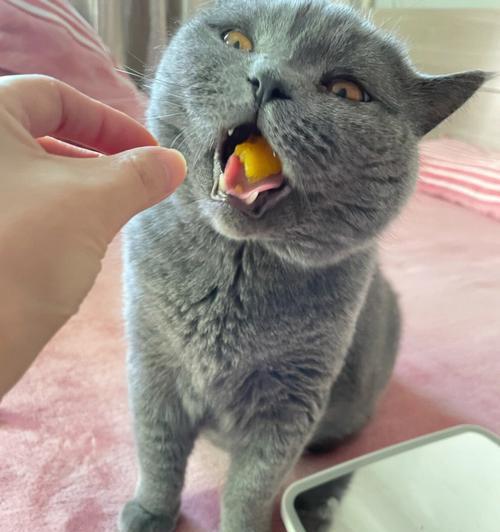 如何帮助宠物猫恢复食欲（当猫两天没吃饭该怎么办）