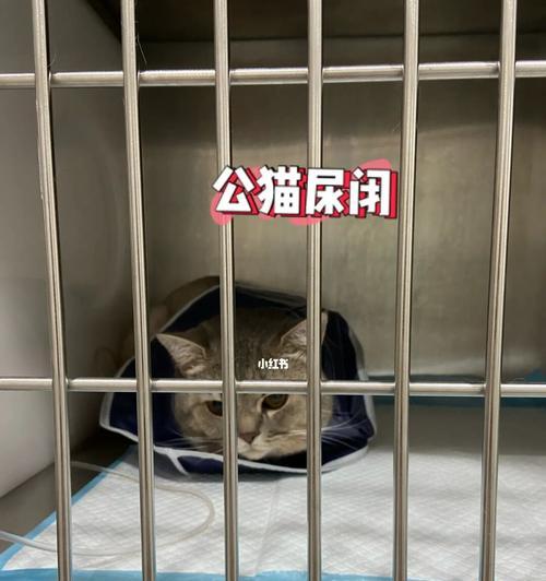 急！宠物猫两天没拉尿该怎么办（注意！猫咪缺乏排尿可导致严重后果）