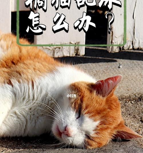 猫咪乱尿的原因分析（探究宠物猫咪乱尿的行为及解决方案）