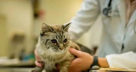 从饮食、环境、保健等方面出发，让宠物猫拥有健康的肾脏（从饮食、环境、保健等方面出发）