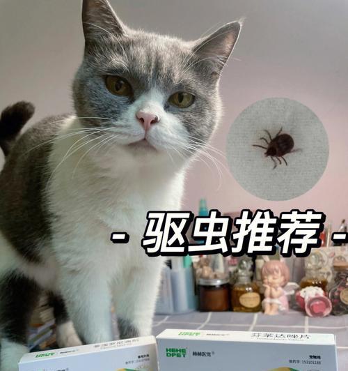 宠物驱虫费用一览（猫体内驱虫费用详解）