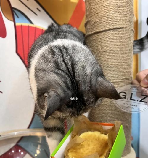 为什么宠物猫不能以米饭为主食（探究猫咪的饮食习惯和健康需求）