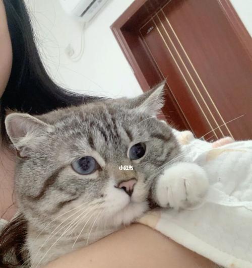 为什么猫喜欢被人抱（揭秘猫咪的行为心理）