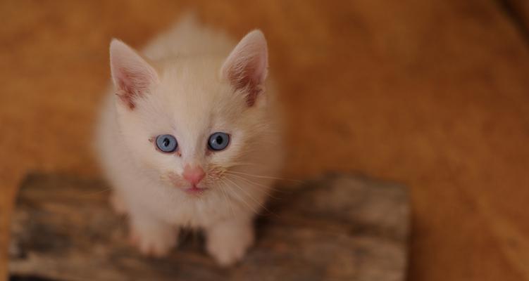 揭秘猫咪早餐闹钟的原因与解决方案（揭秘猫咪早餐闹钟的原因与解决方案）