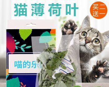 猫的最爱——猫薄荷（揭秘猫薄荷的神奇魔力）