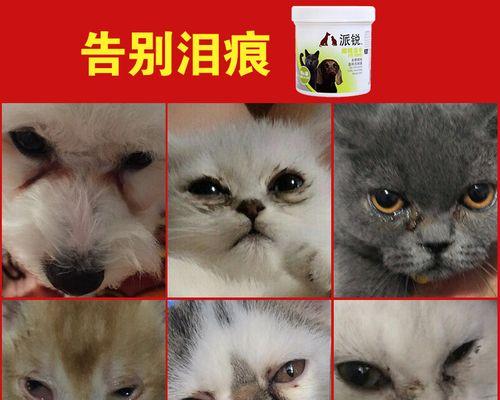 治疗宠物猫眼睛红，你需要知道的一切（从药物到护理）