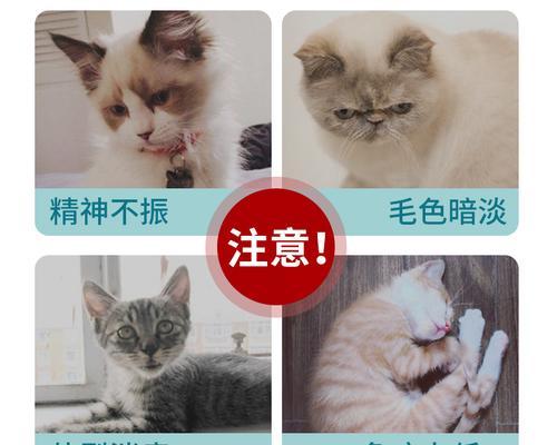 猫咪驱虫指南（为何、何时、如何给爱猫驱虫）