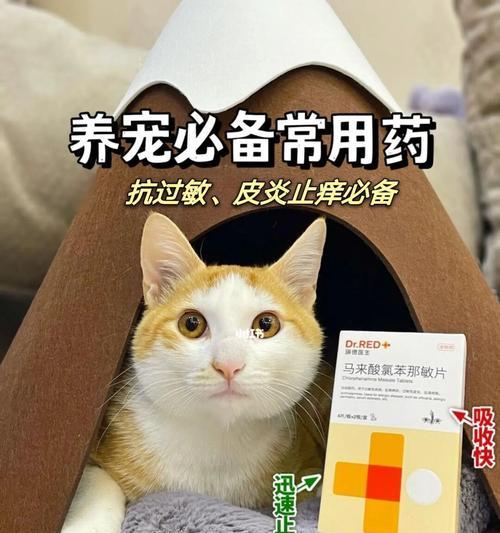 如何治疗宠物猫嘴里发炎（细心治疗）