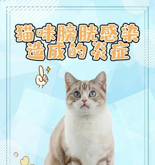 猫咪膀胱炎的治愈方法（探究治疗猫咪膀胱炎的最新技术）