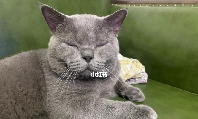 猫咪鼻炎的治疗与预防（宠物主人必读）