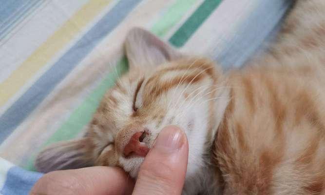 猫咪鼻子变黑（宠物饮食、疾病等因素让猫咪鼻子变黑）