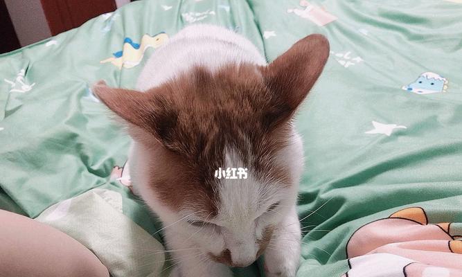 猫咪不吃不喝不睡觉是什么原因（探究猫咪拒绝进食）