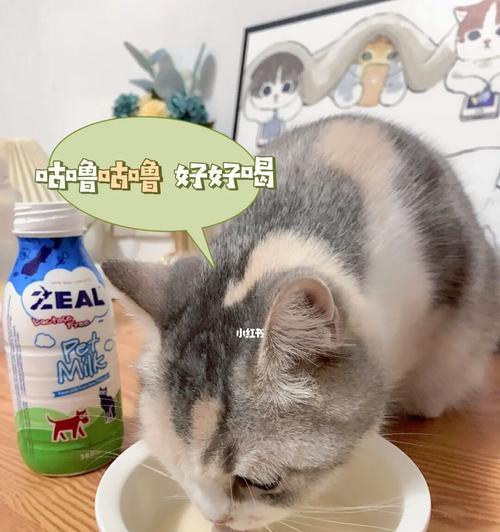 猫咪不喝水会影响寿命（探究猫咪不喝水的后果及预防措施）