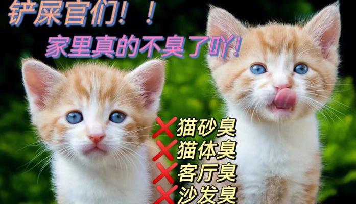 如何解决宠物猫咪频繁拉屎问题（对于猫咪频繁拉屎的原因和解决方法）