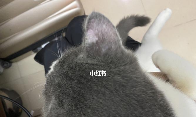 猫咪长皮肤病应该怎么办（宠物主人必读的常识与应对措施）