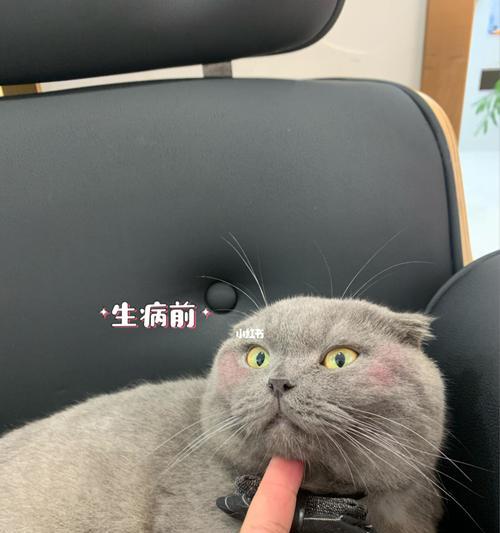 猫咪肠胃炎该如何治疗（以宠物为主）