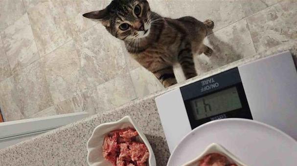 猫咪吃生肉，能否涨胖（探究宠物猫吃生肉对体重的影响及注意事项）