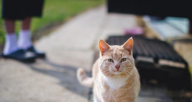 打疫苗，宠物的生死攸关（以猫咪打疫苗后会死吗为例）